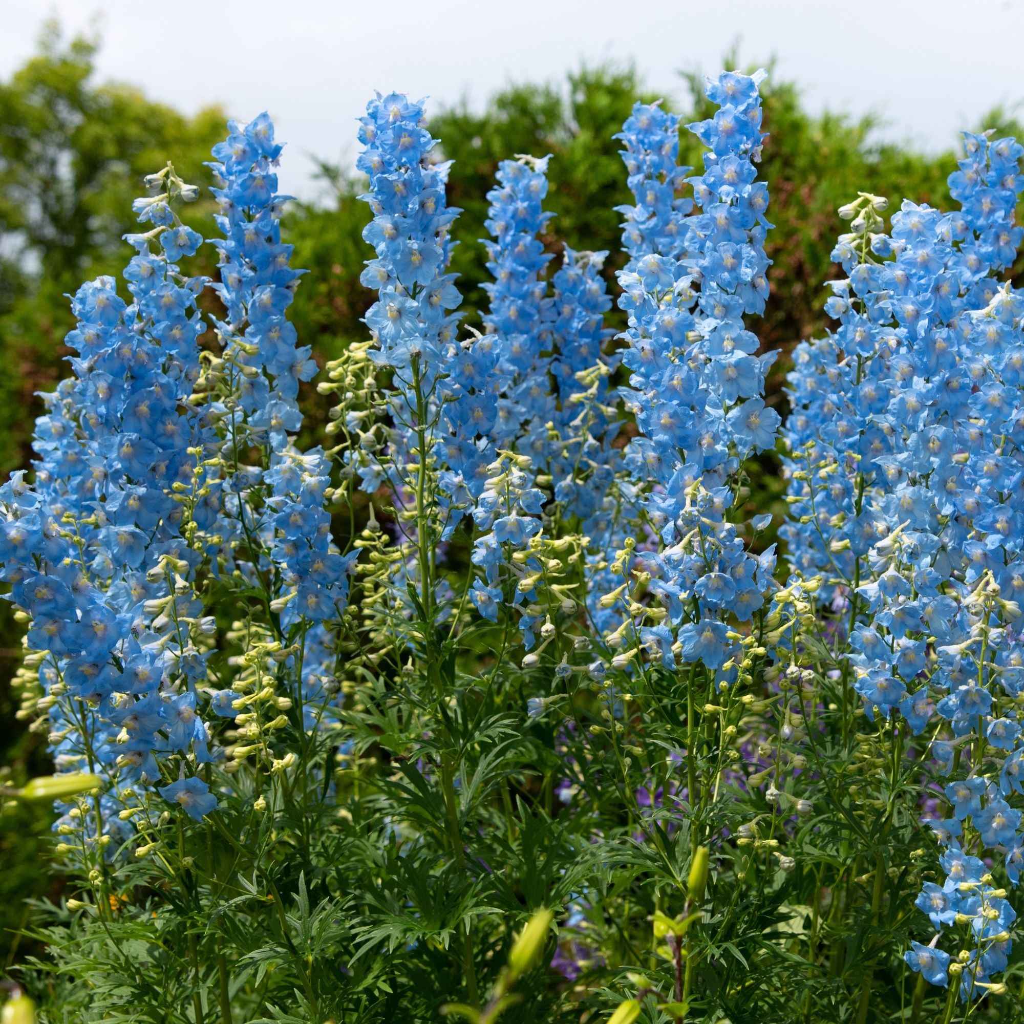 Verzameling vaste planten voor buitenbedden (x11) - Image 2