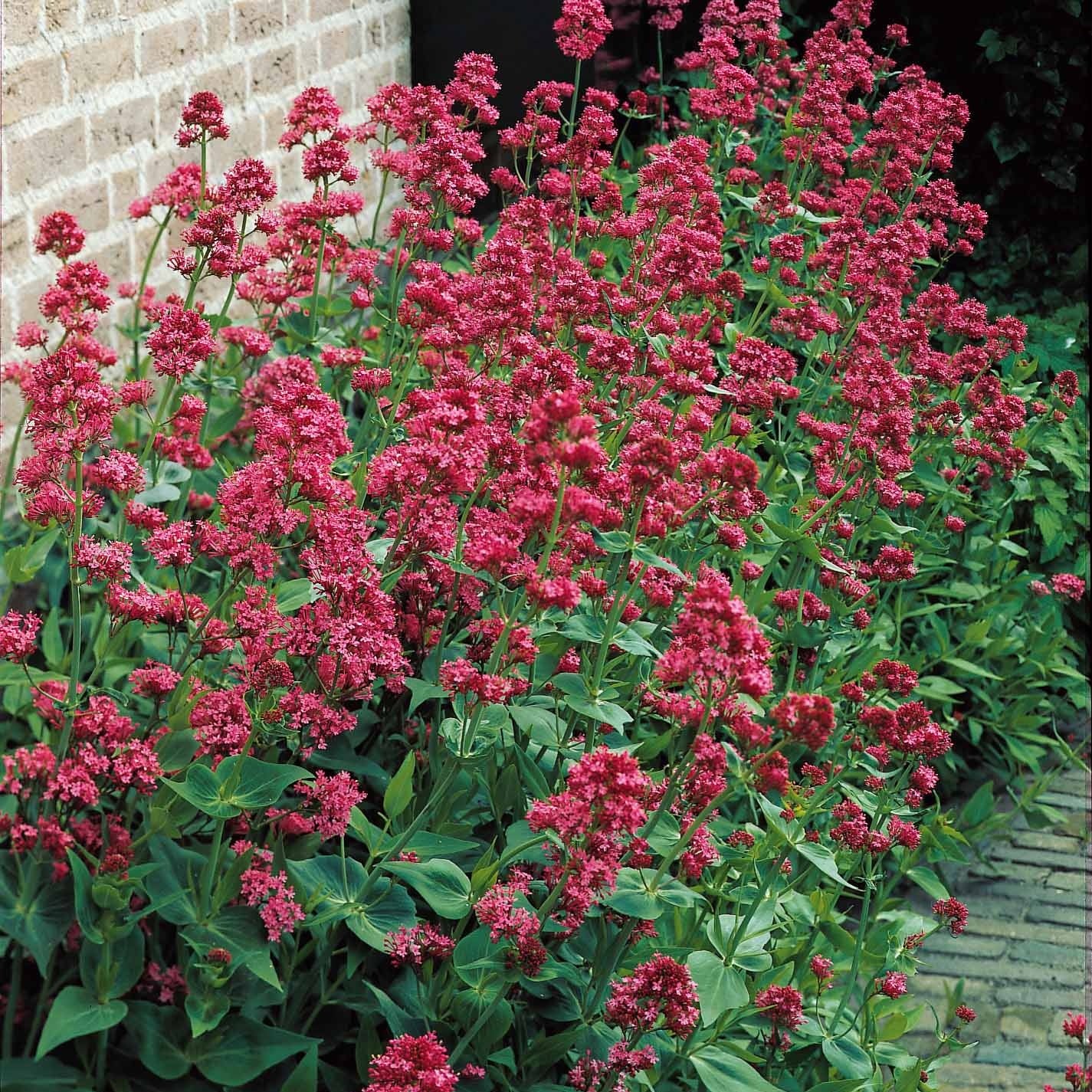 Verzameling vaste planten voor buitenbedden (x11) - Image 3