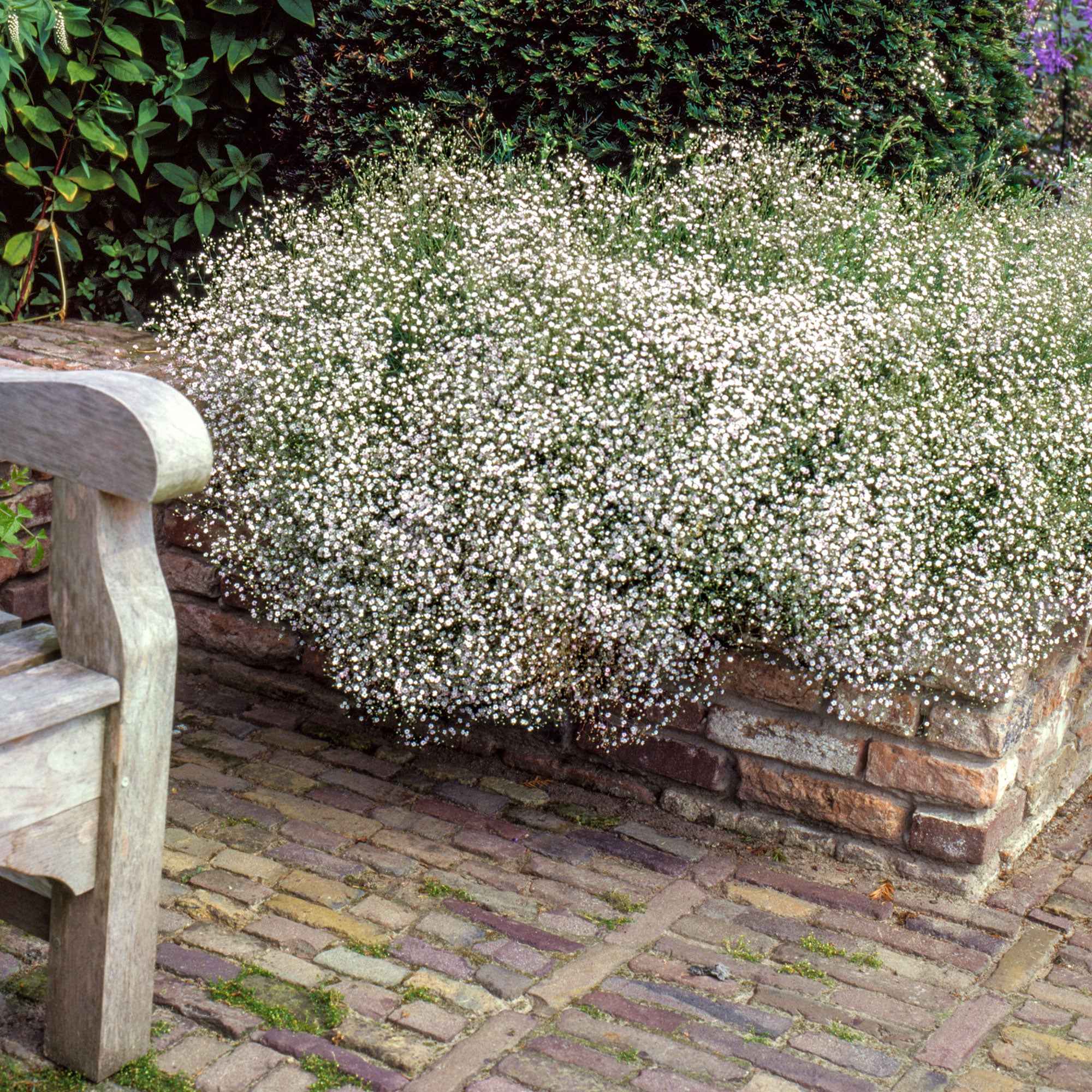 Verzameling vaste planten voor buitenbedden (x11) - Image 4