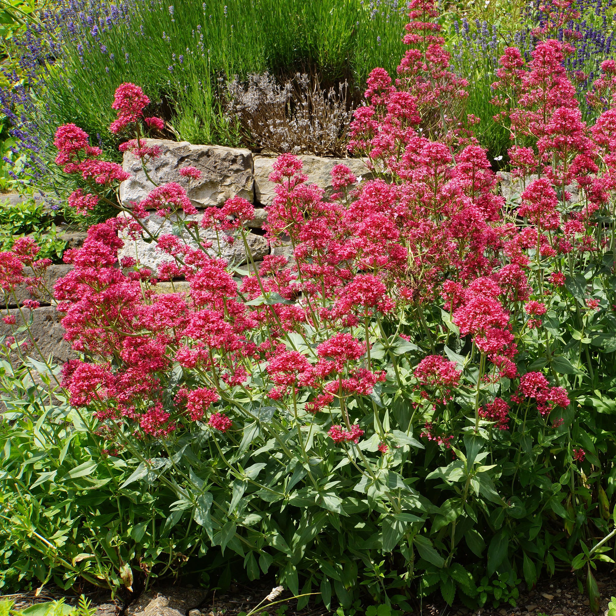 Verzameling vaste planten voor buitenbedden (x11) - Image 6