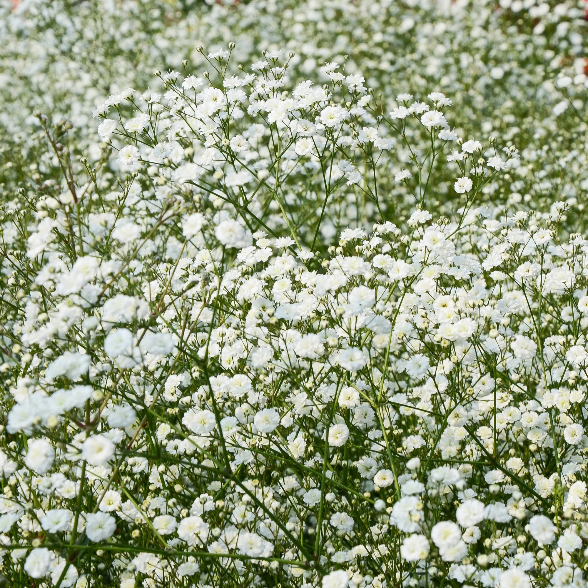Verzameling vaste planten voor buitenbedden (x11) - Image 7