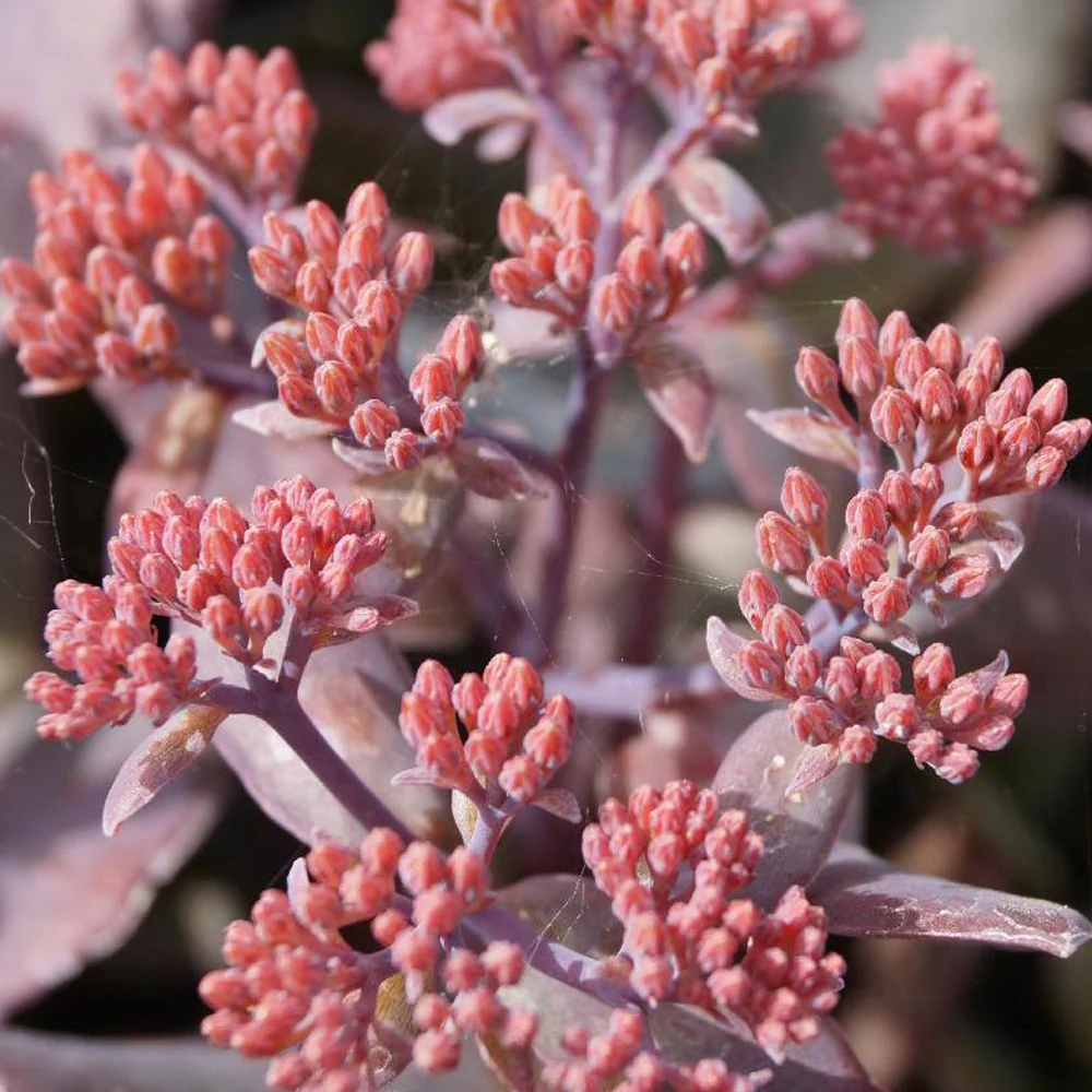Sedum 'Chocolate Cherry' / Vetkruid - Image 2