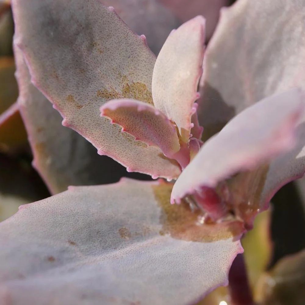 Sedum 'Chocolate Cherry' / Vetkruid - Image 3