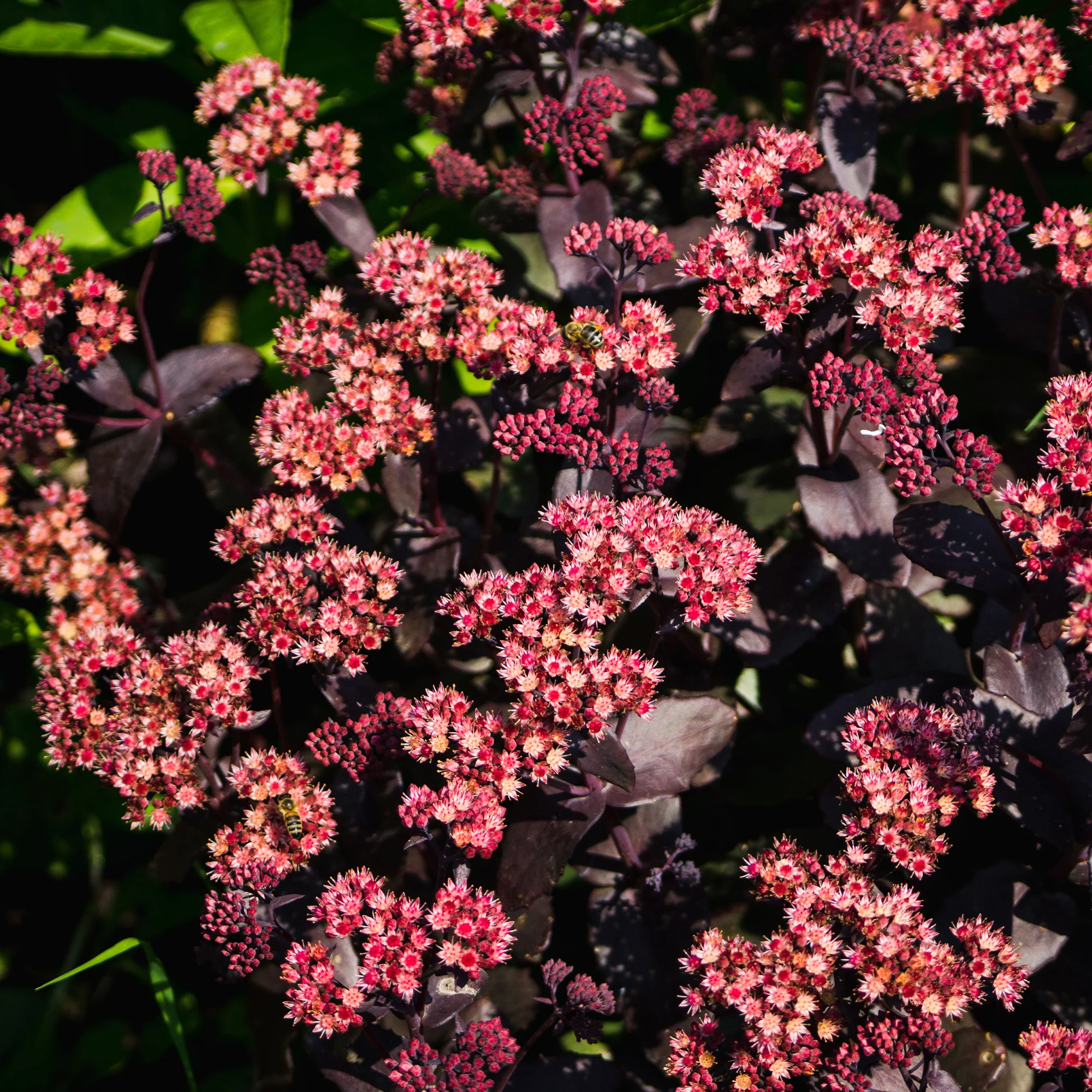 Sedum 'Chocolate Cherry' / Vetkruid - Image 4