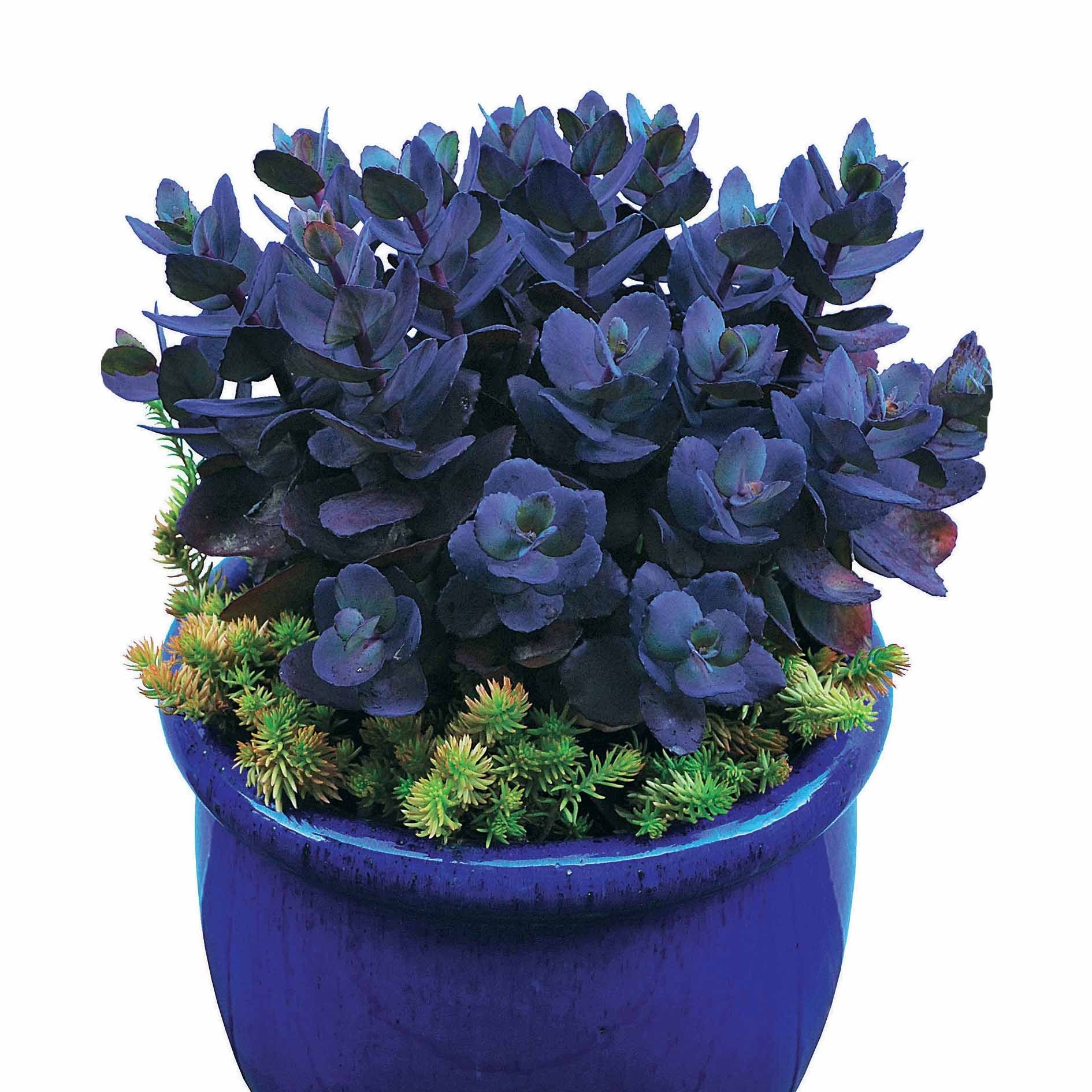 Vetkruid 'Blue Pearl' - Image 4