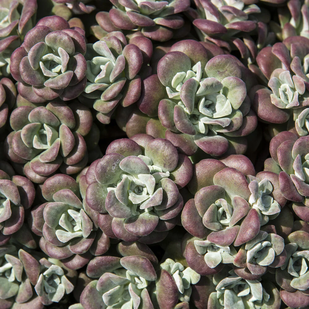 Vetkruid spatulé Purpureum - Image 3