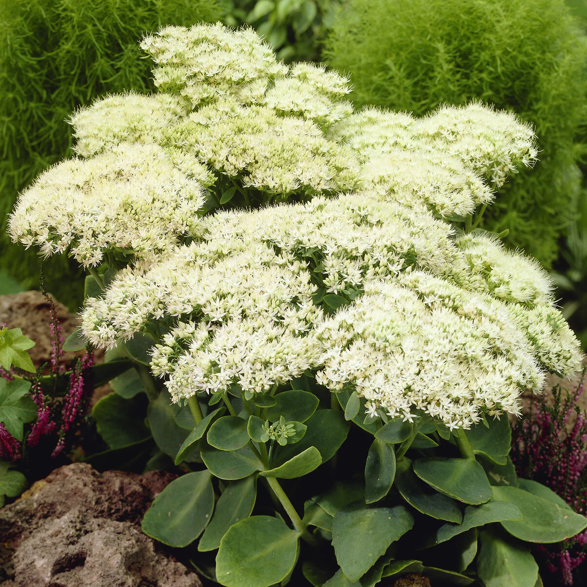 Vetkruid 'Stardust'