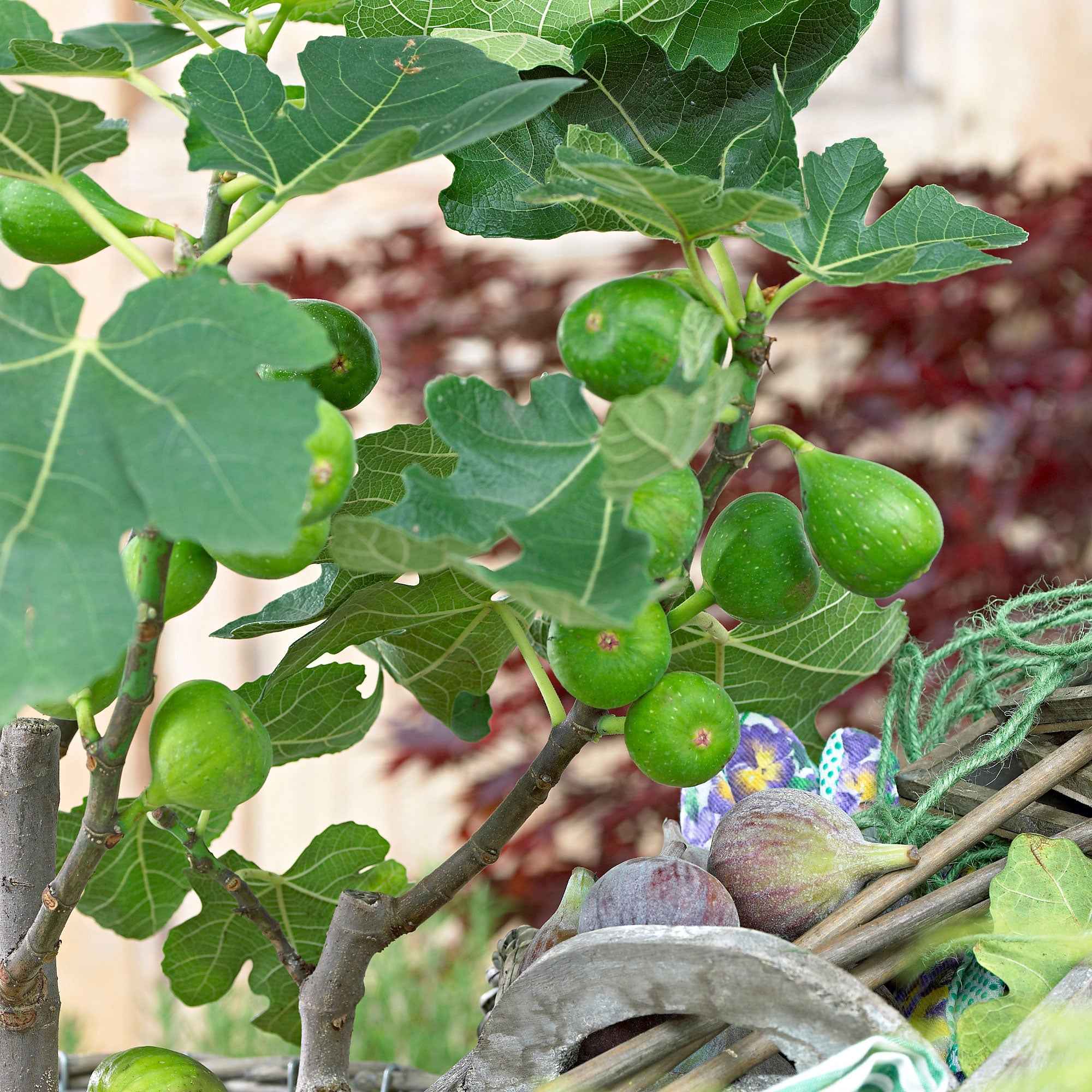 Vijgenboom Ficus 'Perretta' -  Winterhard