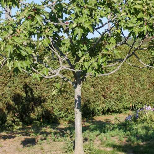 Vijgenboom 'Fiorone' - Image 3