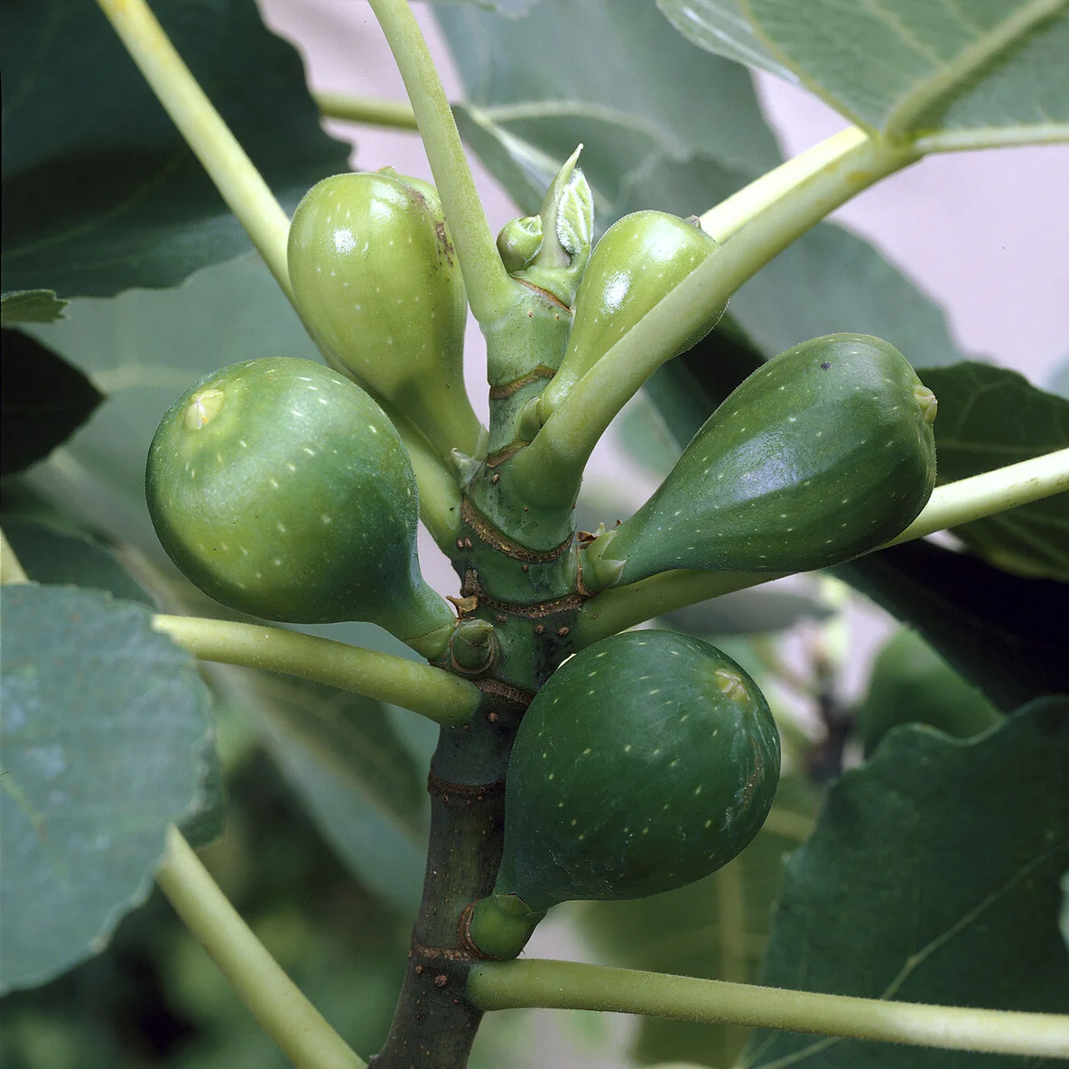 Vijgenboom 'Goutte d'or' - Image 3