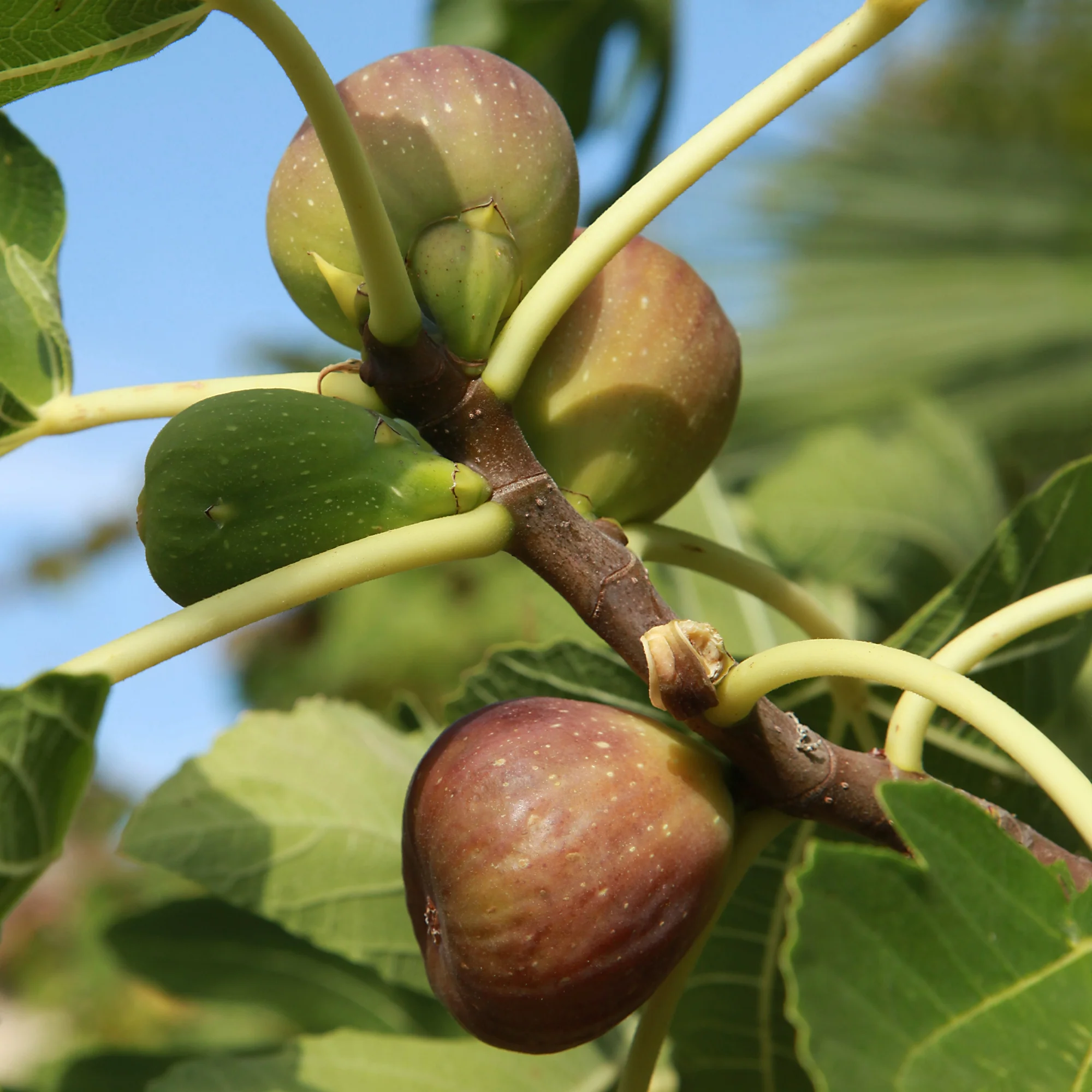 Vijgenboom op stam - Image 5