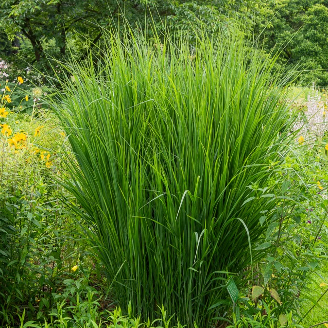 Vingergras 'Northwind'