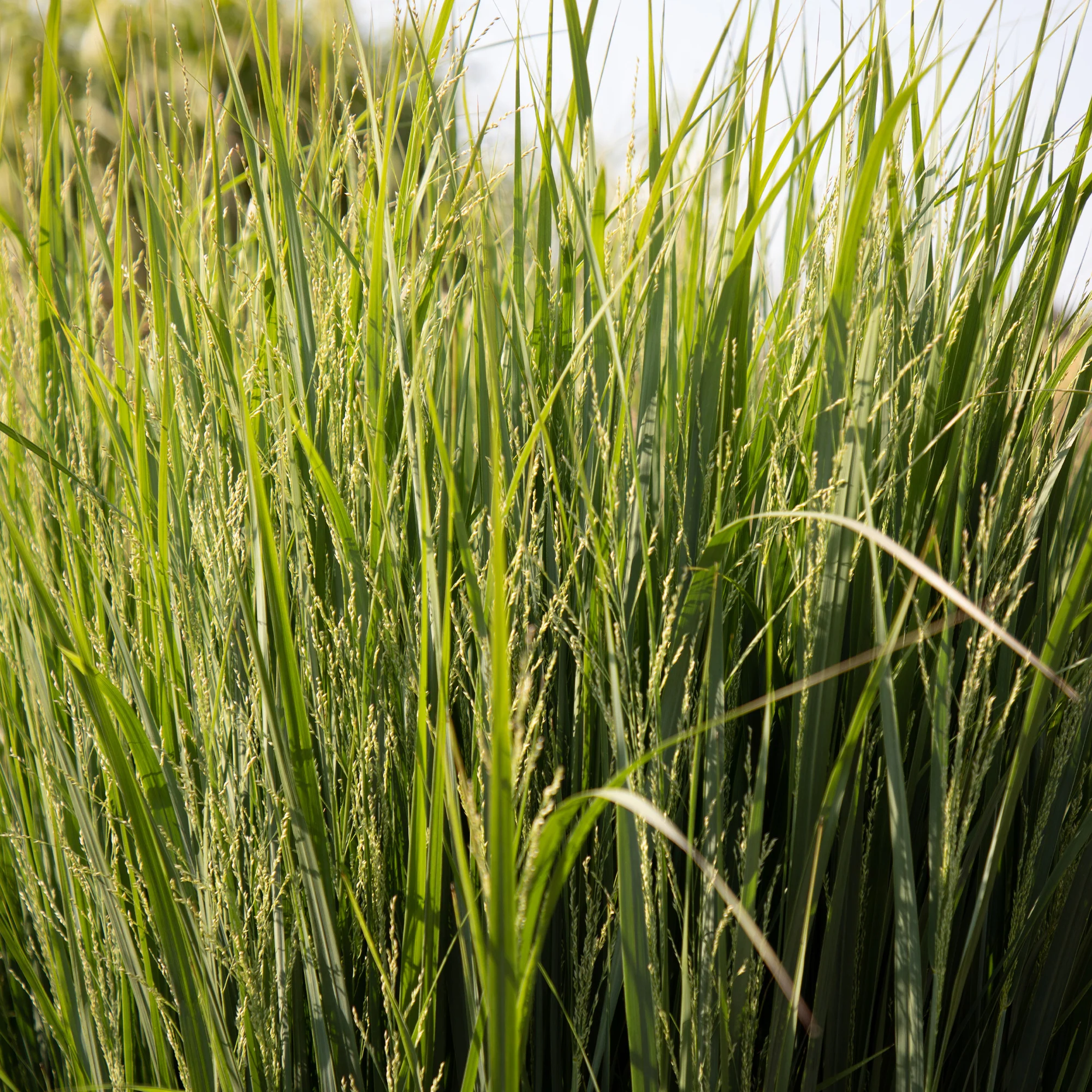 Vingergras 'Northwind' - Image 2