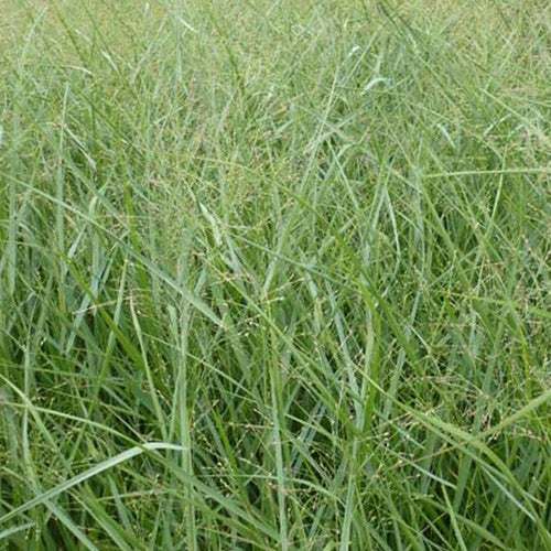 Vingergras Prairie Sky - Image 2