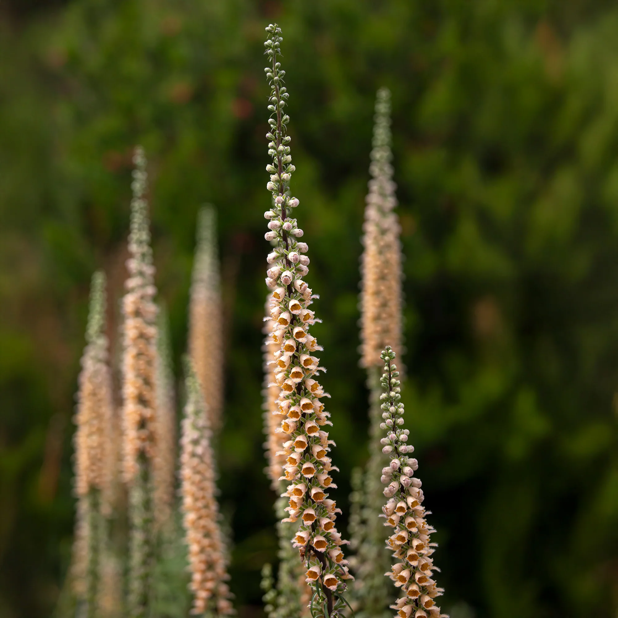 Vingerhoedskruid Gigantea