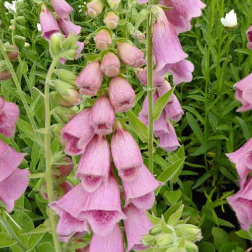 Vingerhoedskruids Mertonensis (x3)
