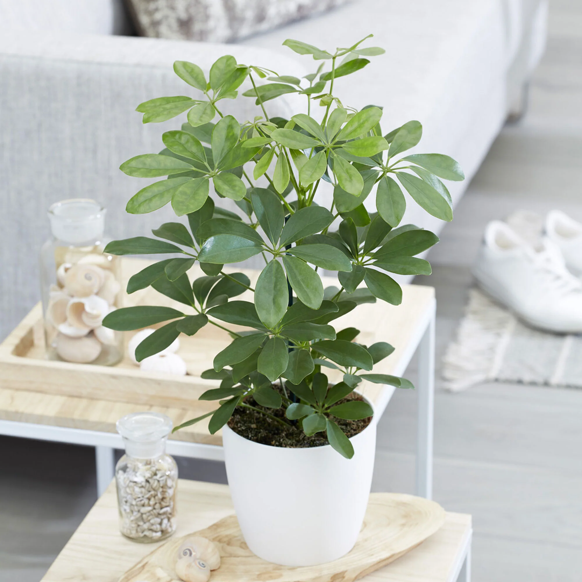 Vingerplant