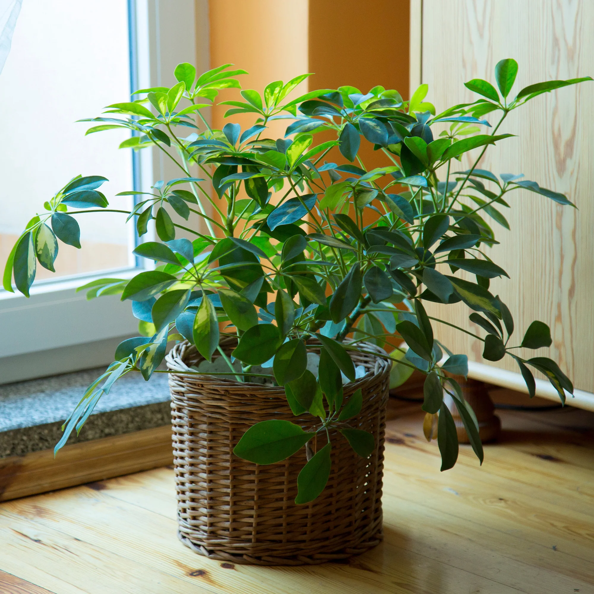 Vingerplant - Image 2