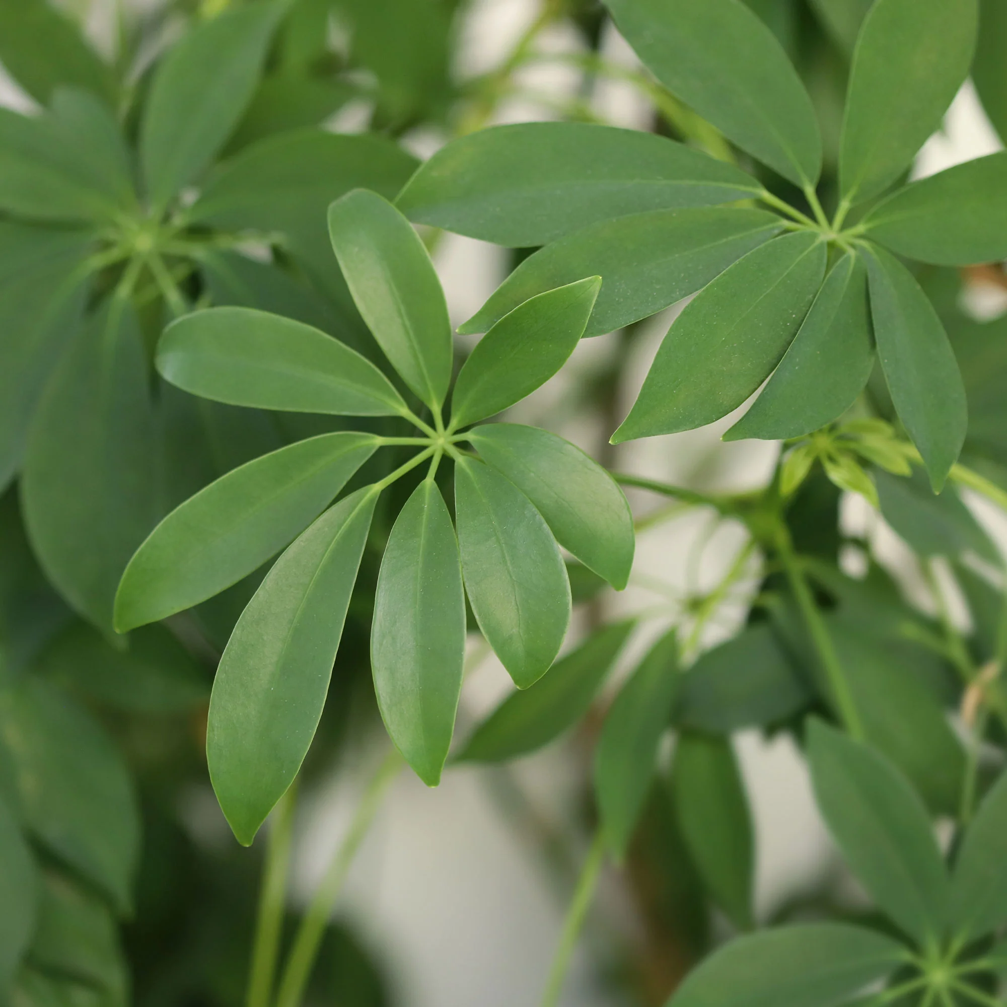 Vingerplant - Image 3