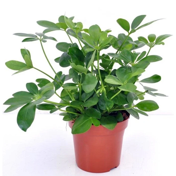 Vingerplant - Image 4