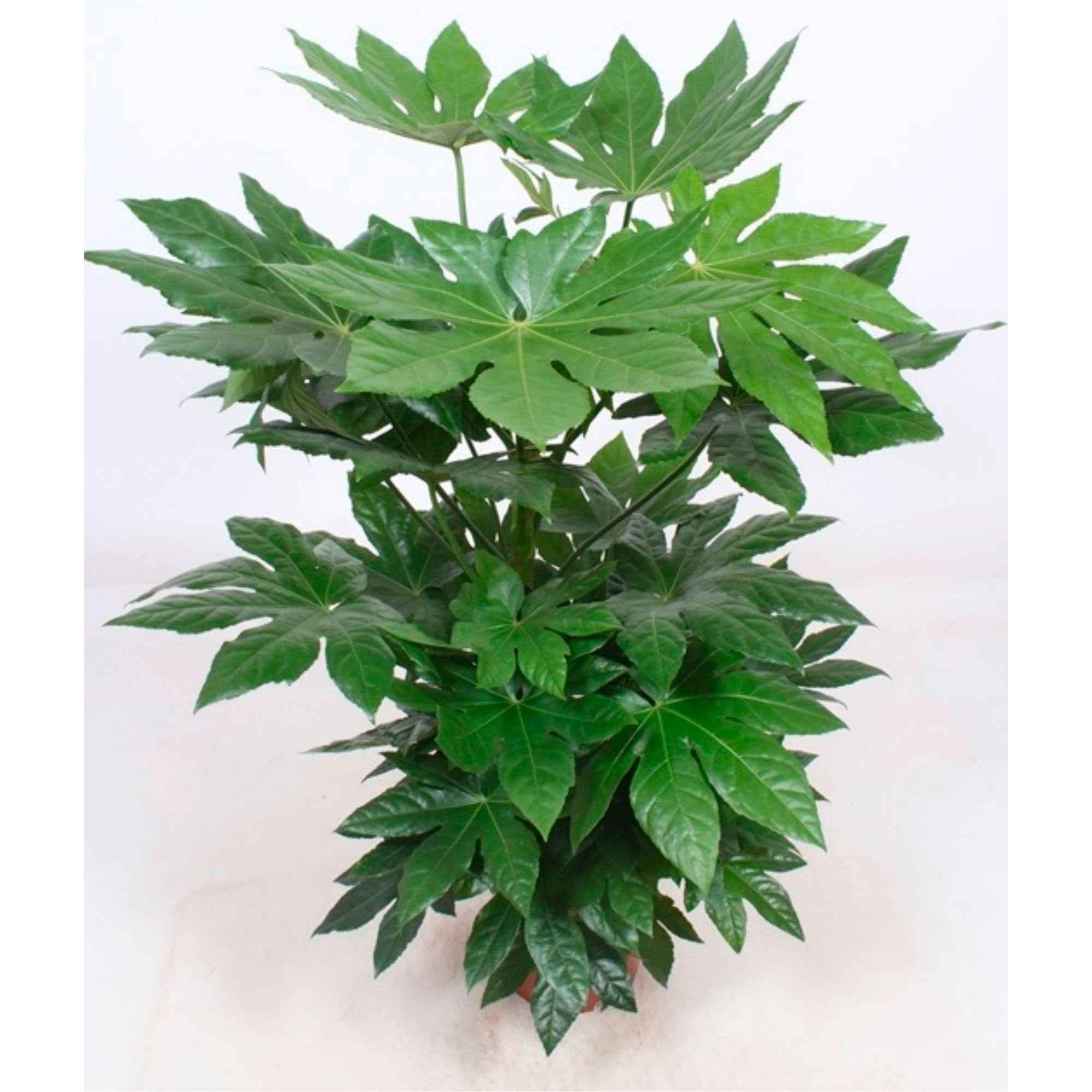 Vingerplant - Image 3