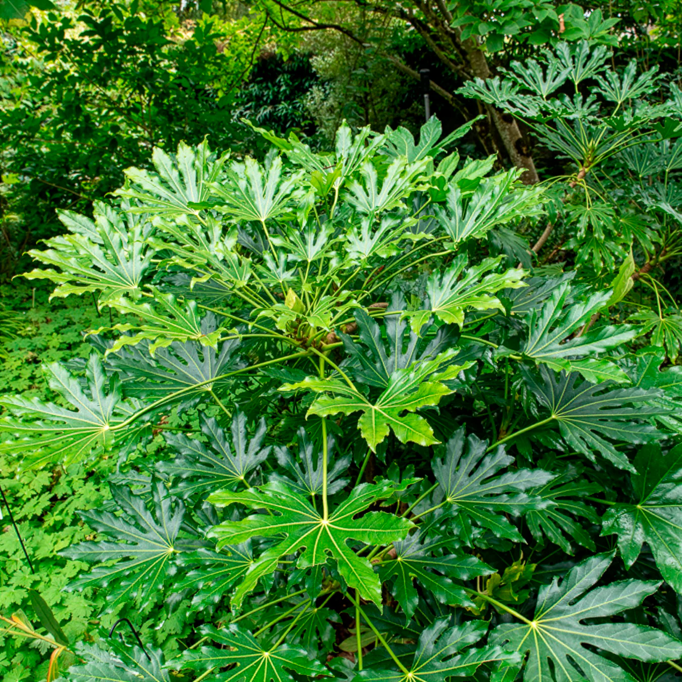 Vingerplant - Image 4