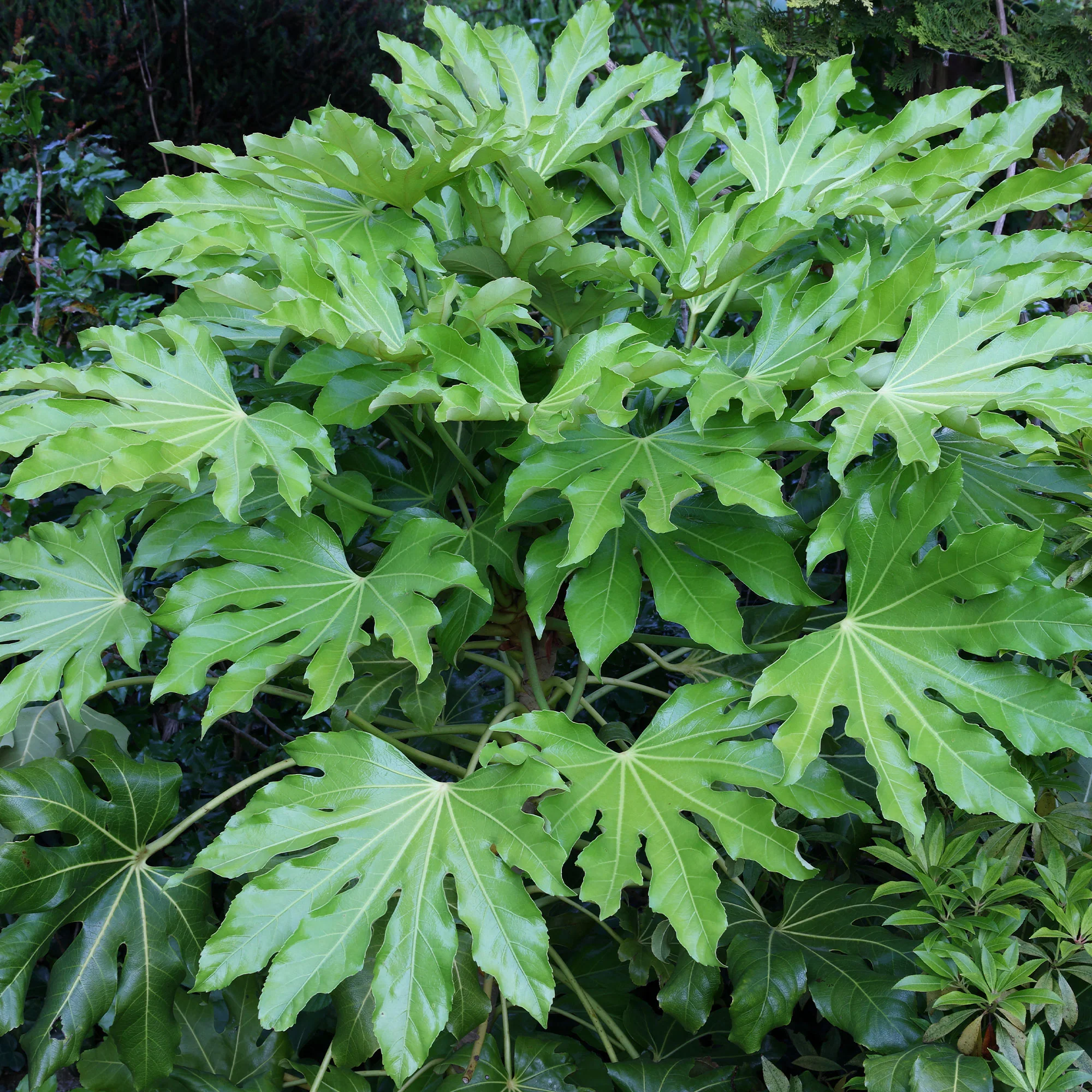 Vingerplant - Image 5