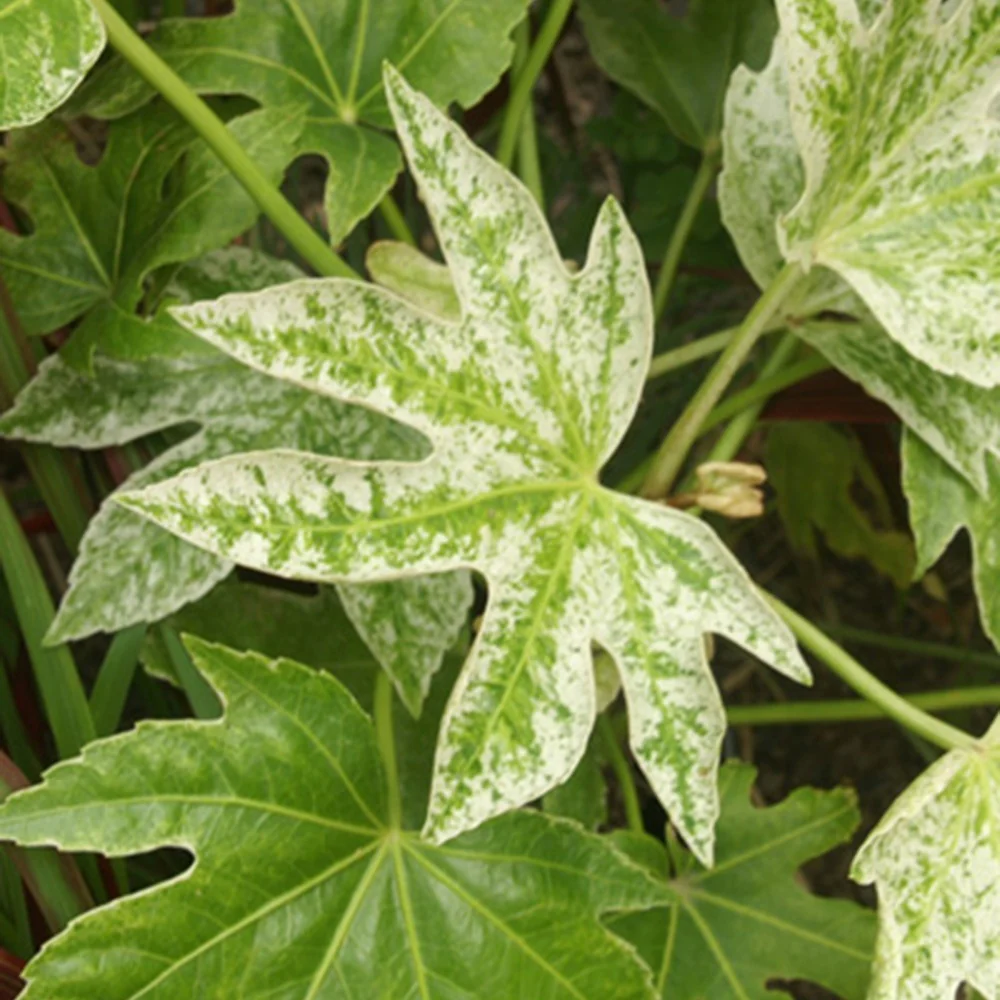 Vingerplant 'Spider Web'