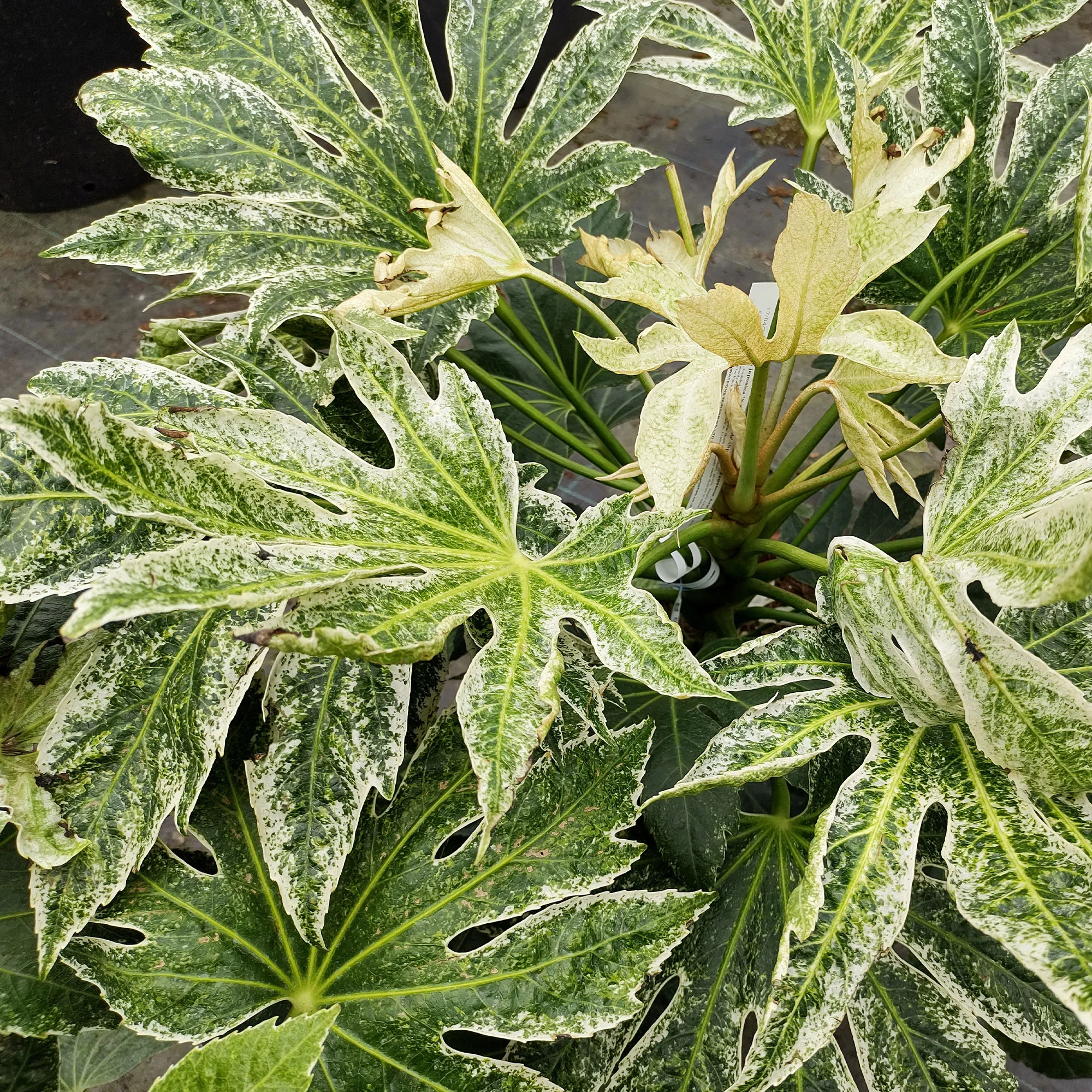 Vingerplant 'Spider Web' - Image 2