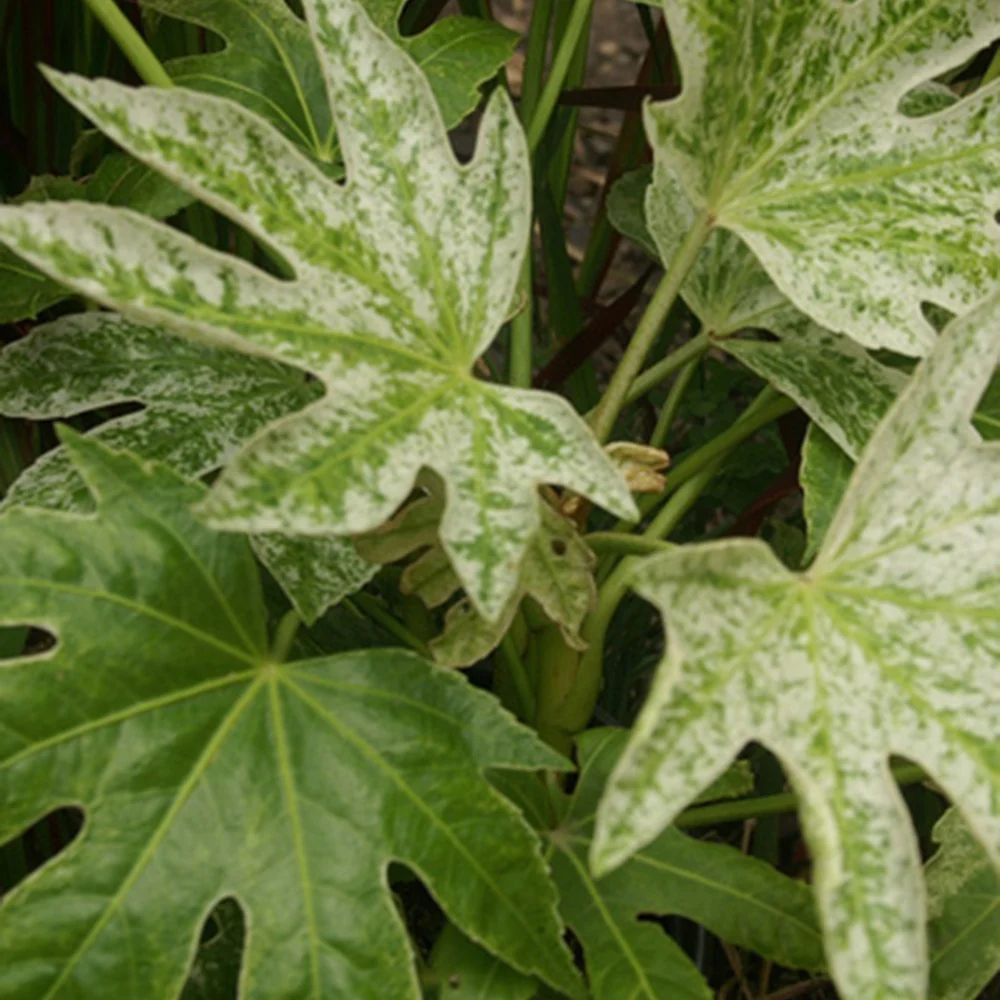 Vingerplant 'Spider Web' - Image 3