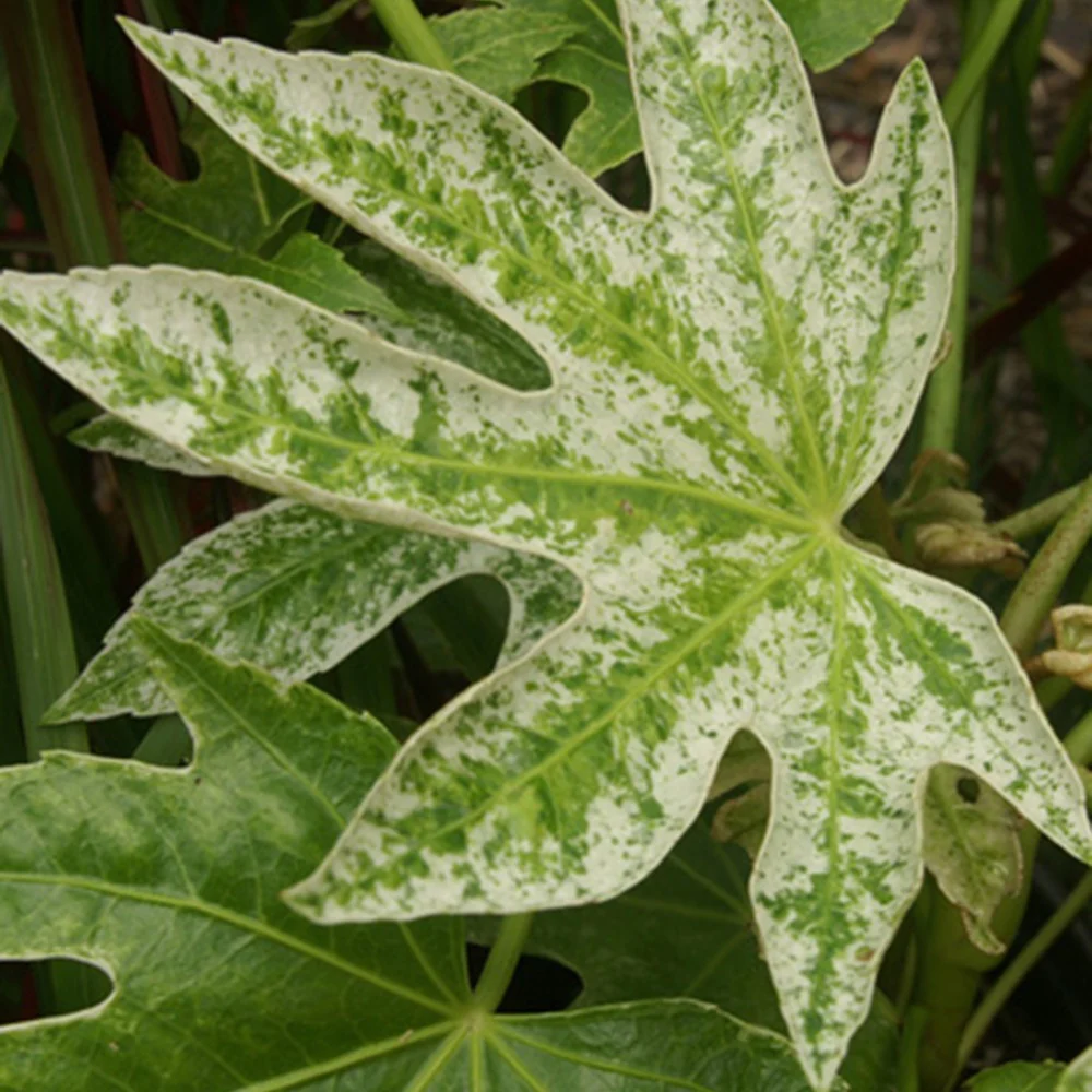 Vingerplant 'Spider Web' - Image 4
