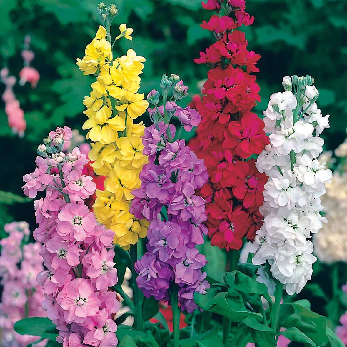 Violier Mix - Image 3