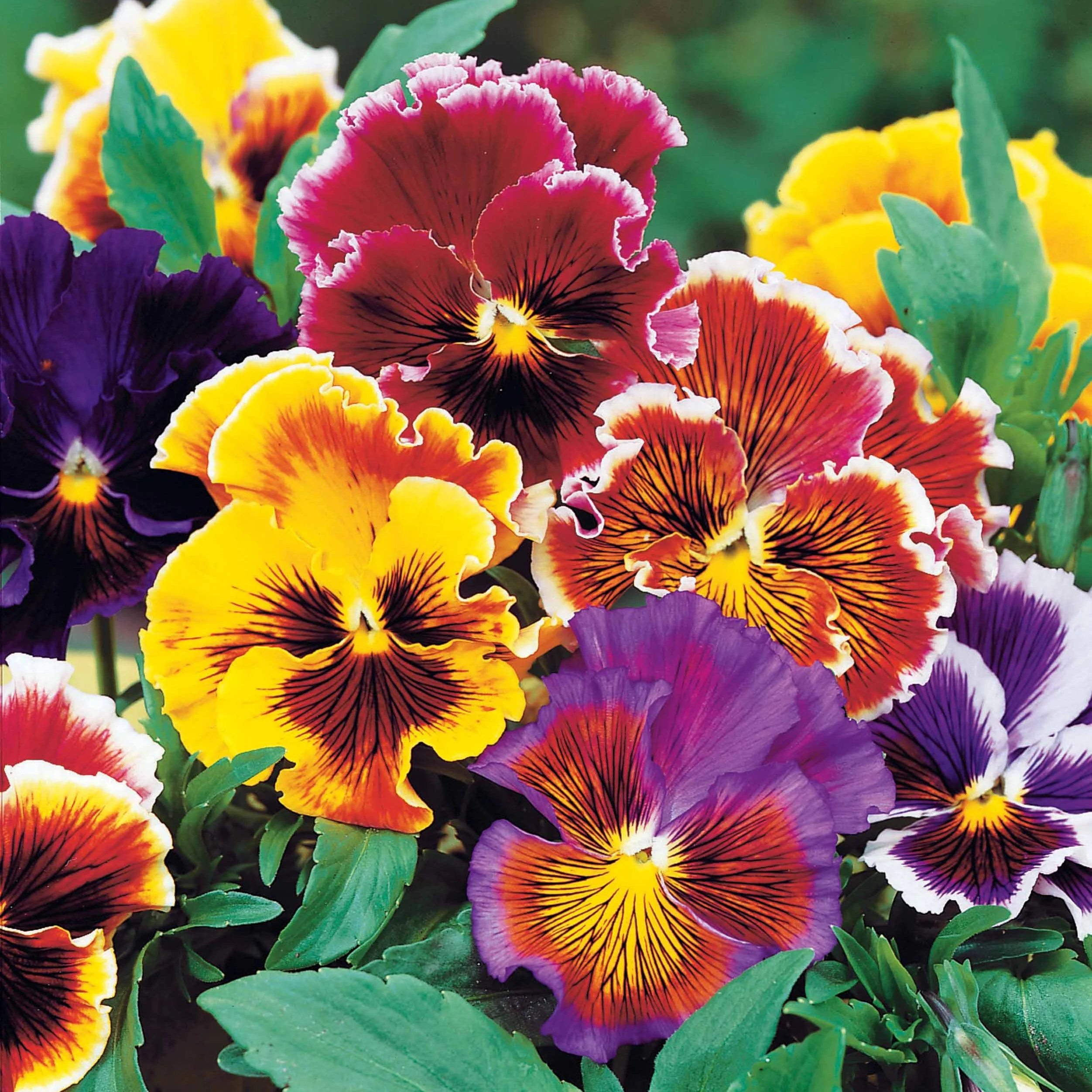 Viooltje 'Chalon'