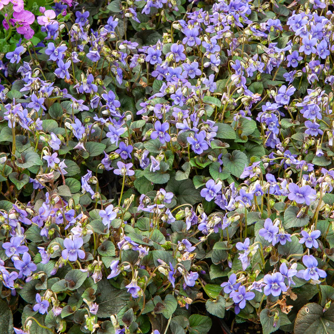 Viooltje Labrador - Image 2