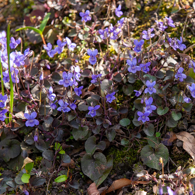 Viooltje Labrador - Image 4