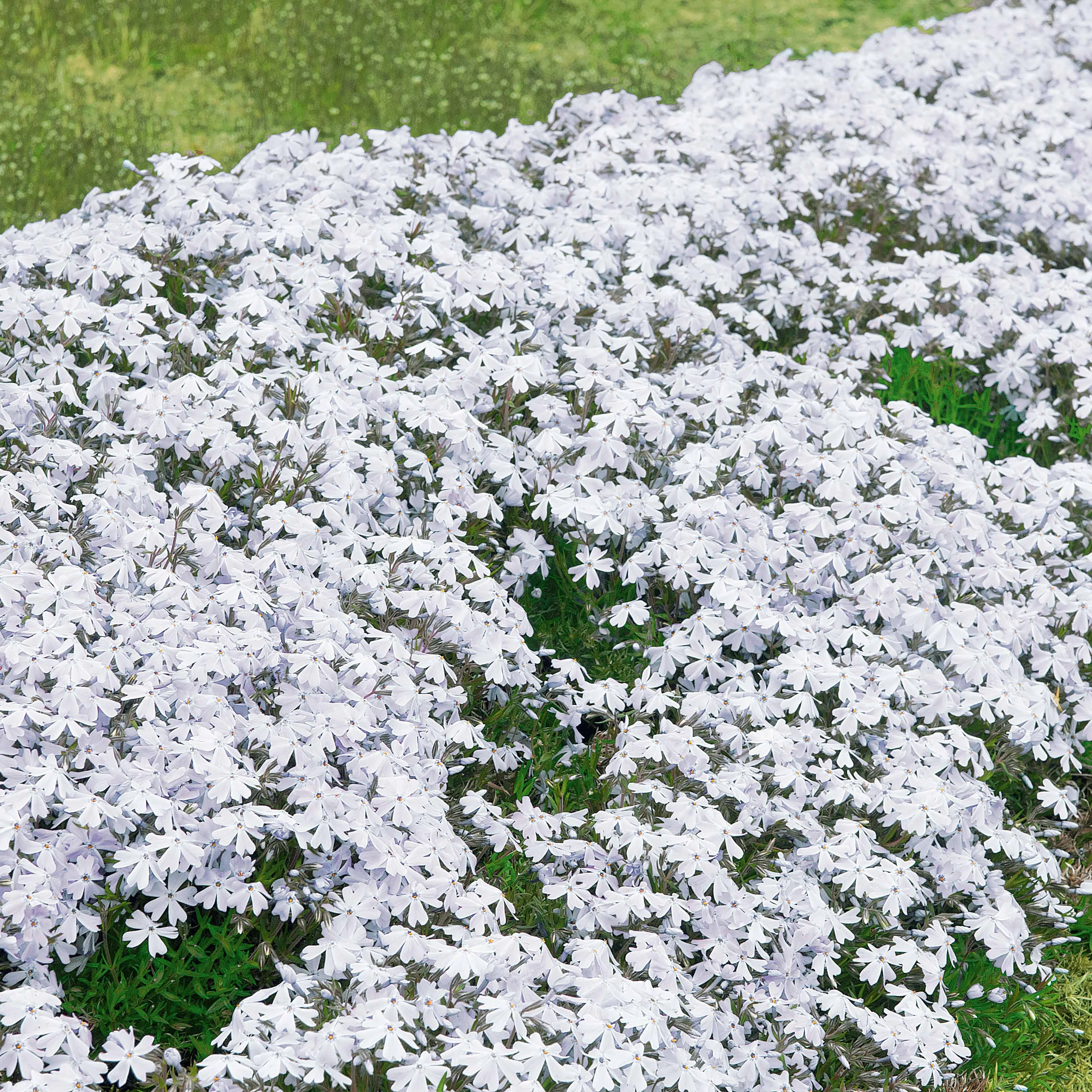Vlambloem 'Alba' (x3)