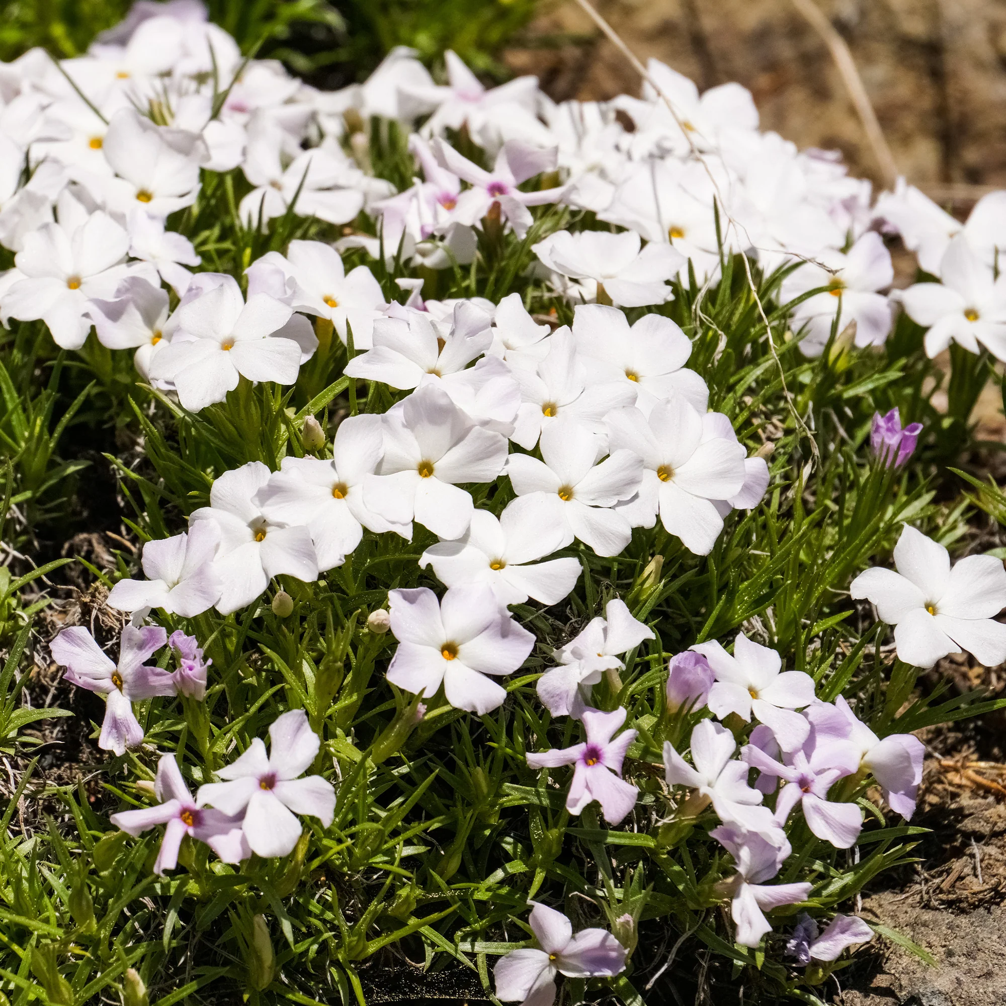 Vlambloem 'Alba' (x3) - Image 2