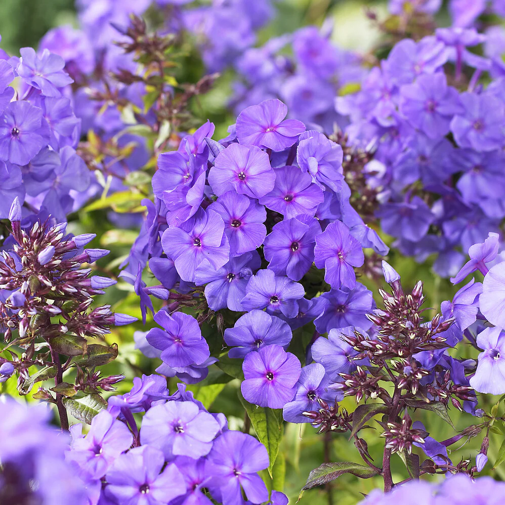 Vlambloem 'Amethyst' - Image 3