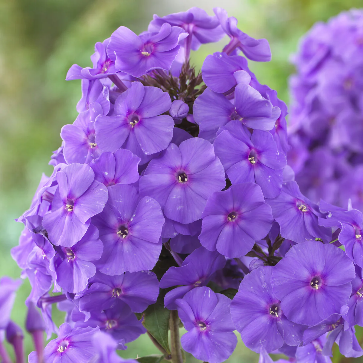 Vlambloem 'Amethyst' - Image 4