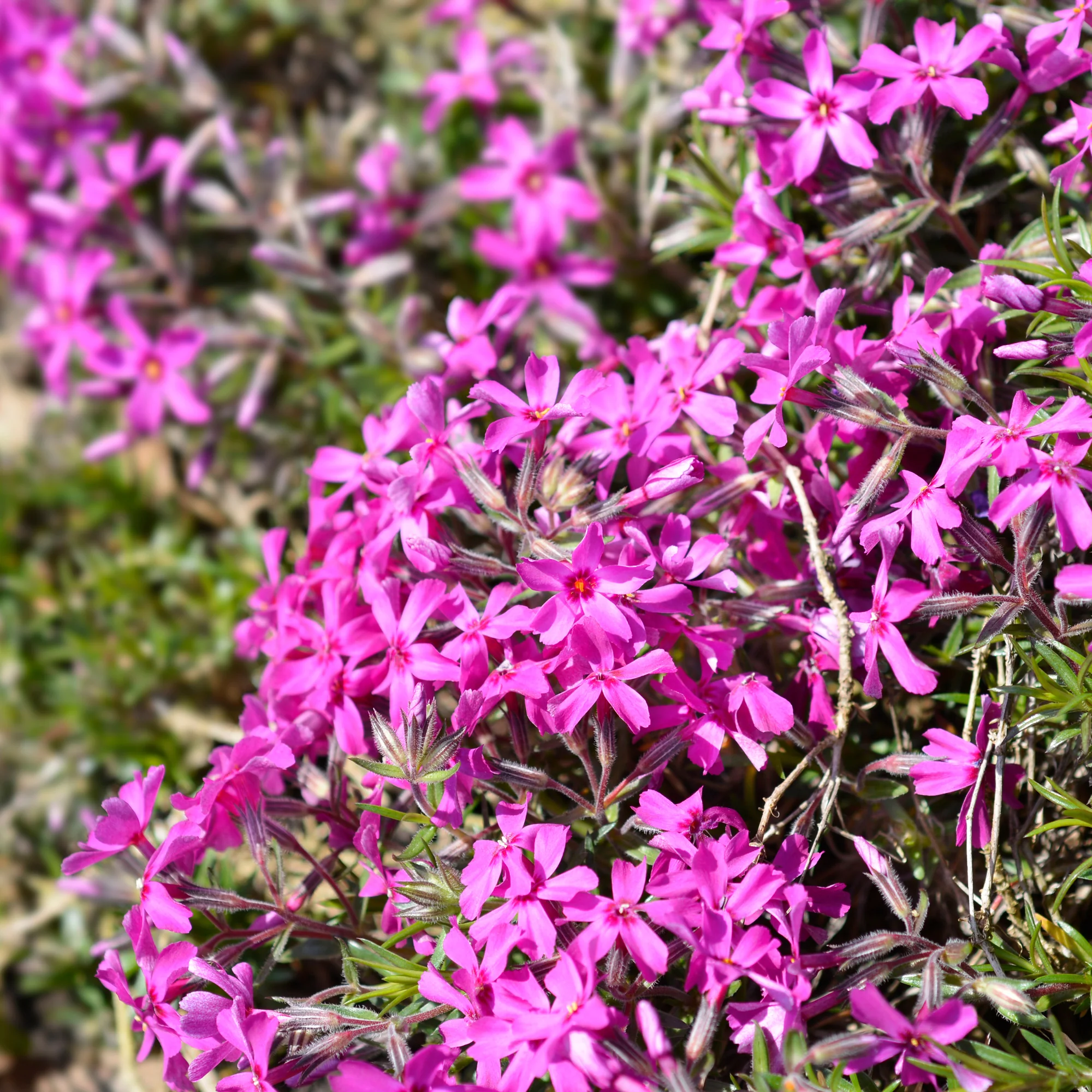 Vlambloem 'Atropurpurea'