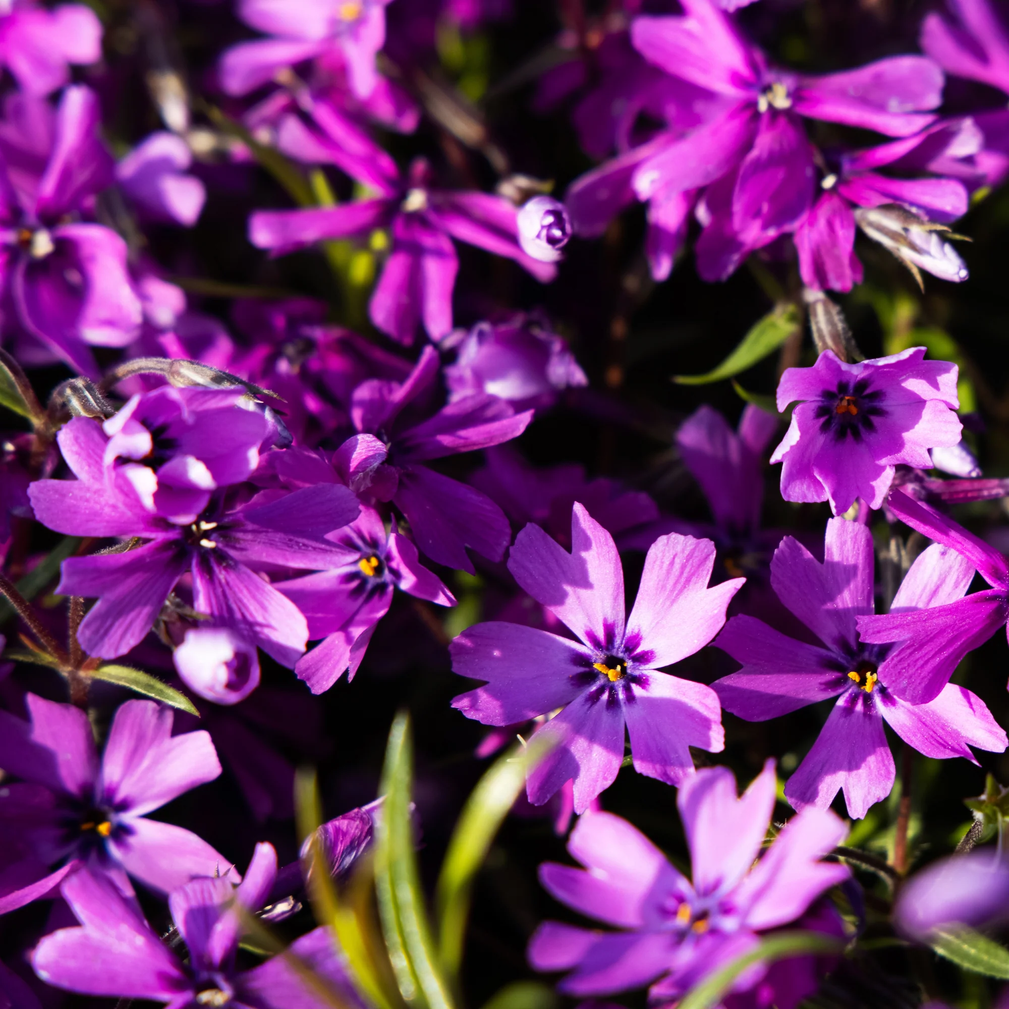 Vlambloem 'Atropurpurea' - Image 2