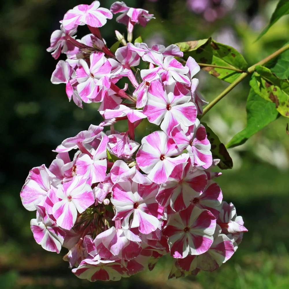 Vlambloem 'Bambini® Crush'