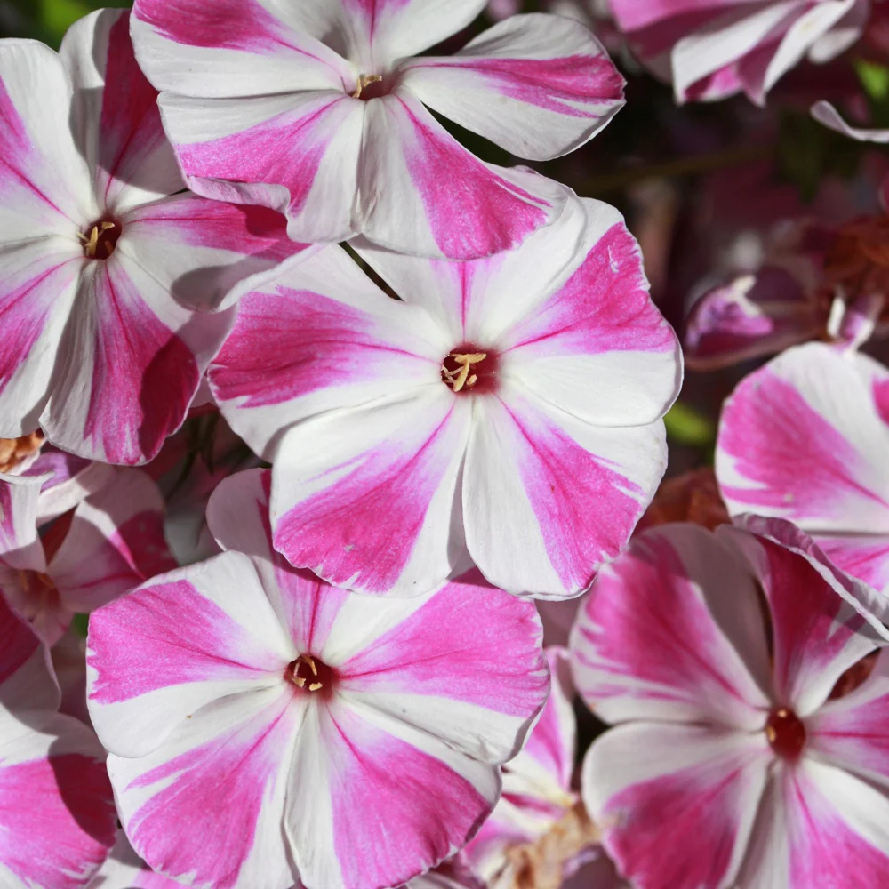 Vlambloem 'Bambini® Crush' - Image 2