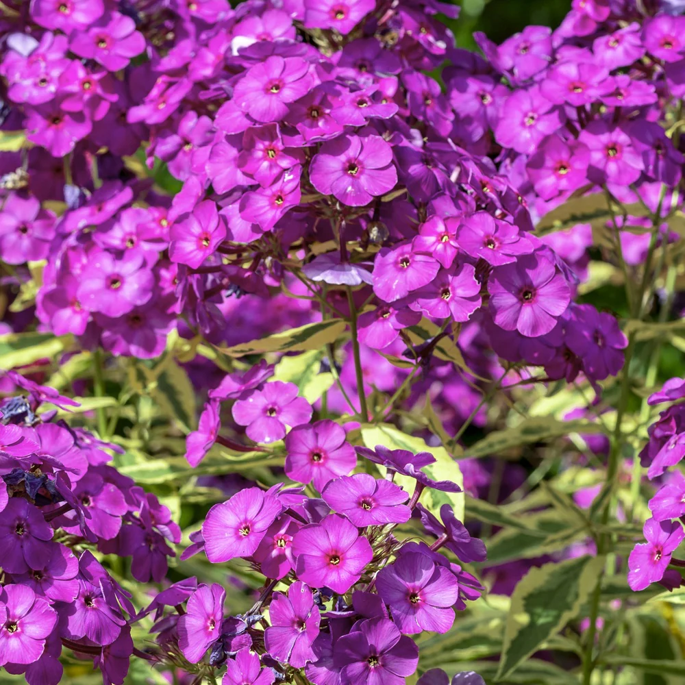 Vlambloem 'Bambini® Primadonna'