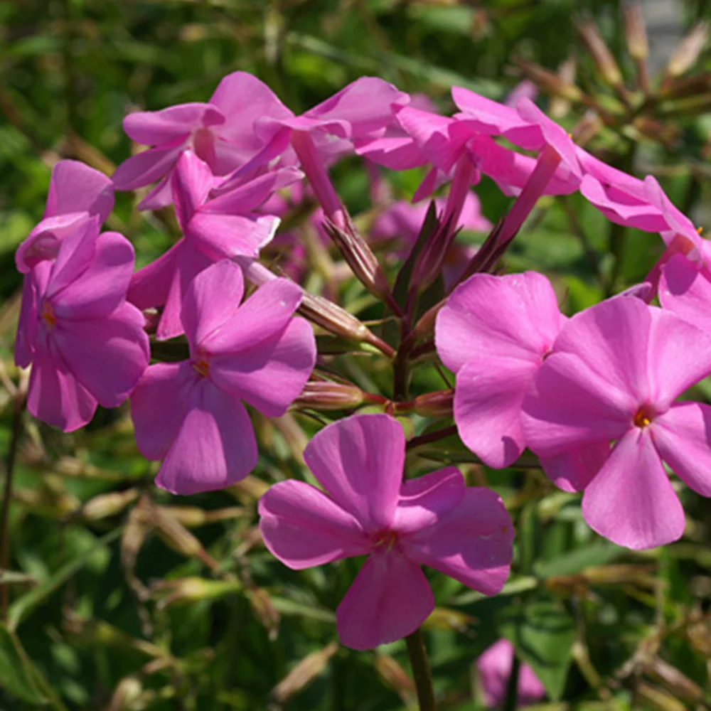 Vlambloem 'Bill Baker'