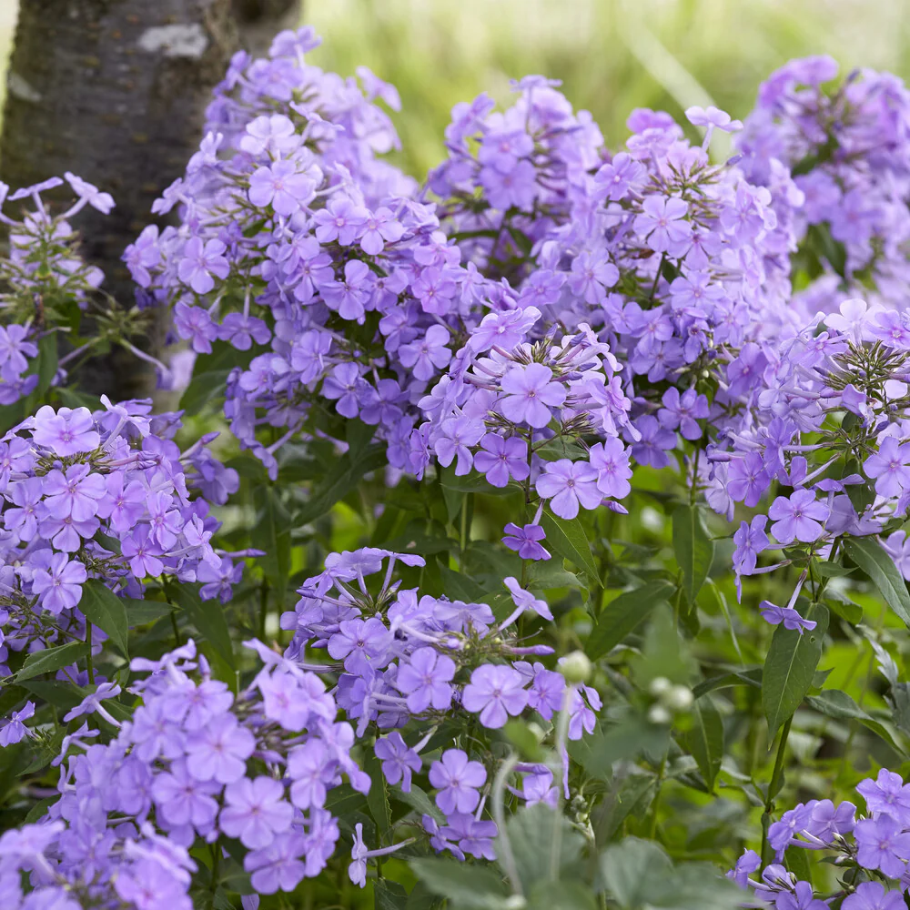 Vlambloem Blue Paradise - Image 3