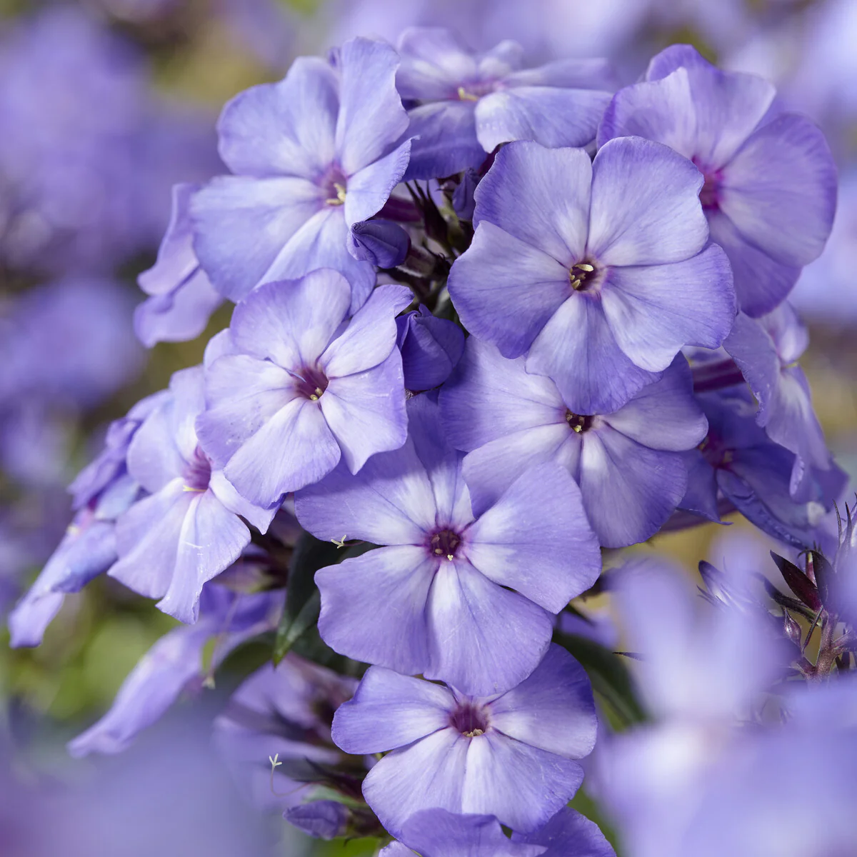 Vlambloem Blue Paradise - Image 4