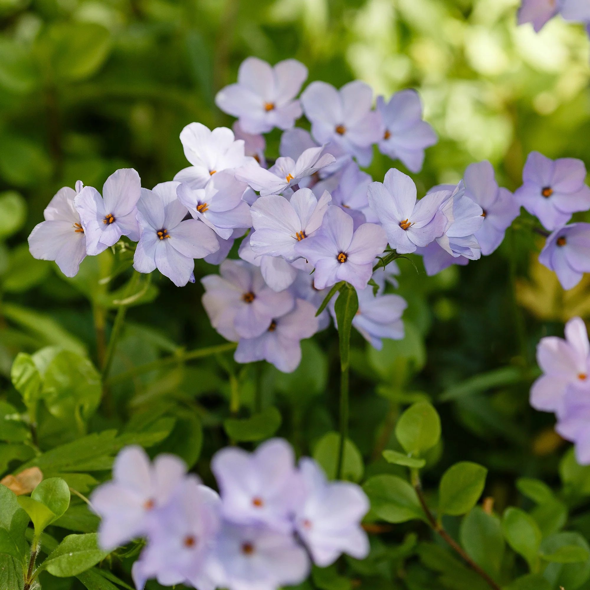 Vlambloem Blue Ridge