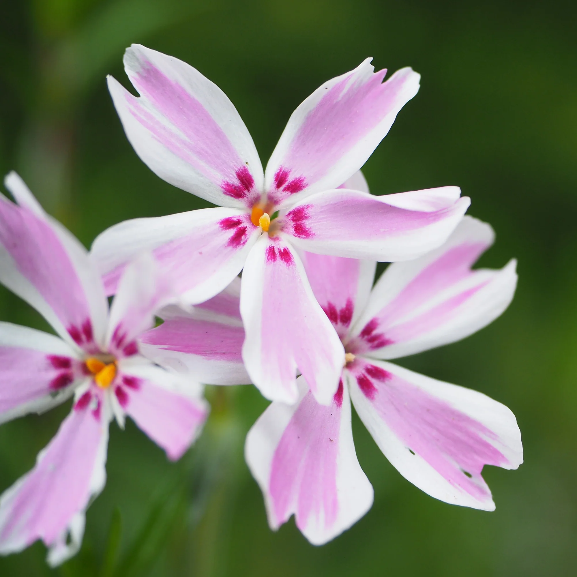 Vlambloem Candy Stripes