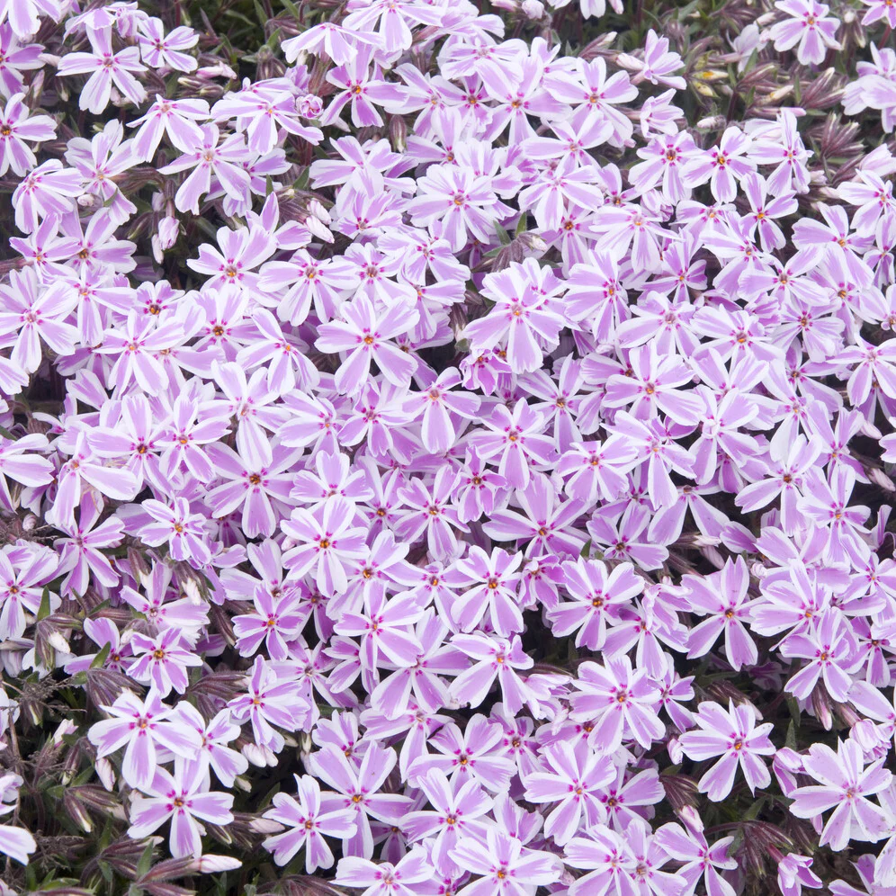 Vlambloem Candy Stripes - Image 2